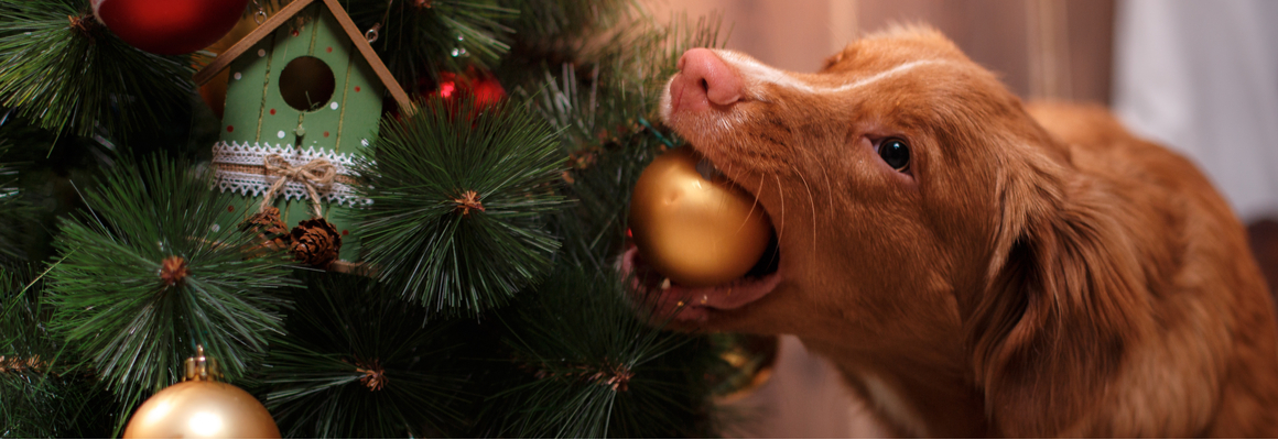 hond en kerstboom
